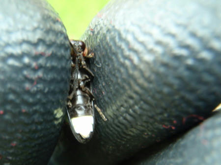 P6130349op6.jpg
