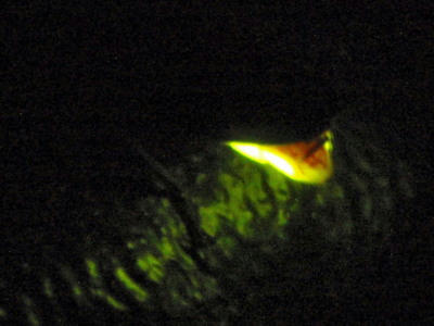 P6130383op8.jpg
