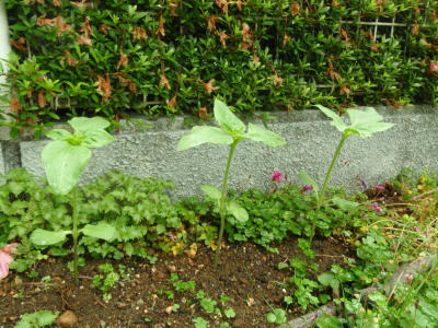 P6140406op1.jpg