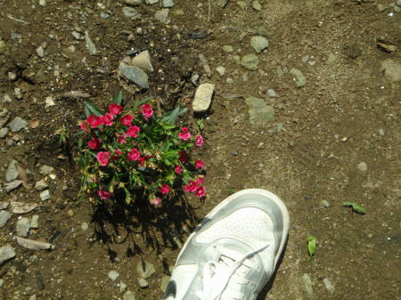 P6140468op6.jpg