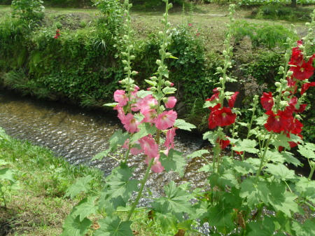 P6130293kl2.jpg