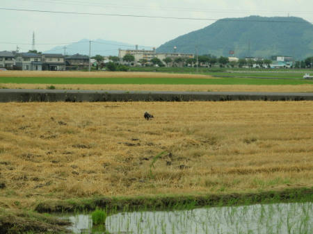 P6130305kl3.jpg