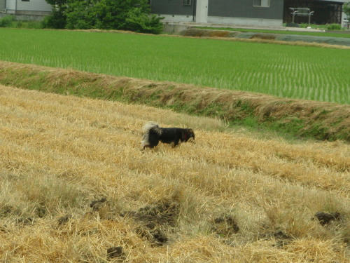 P6130312kl8.jpg