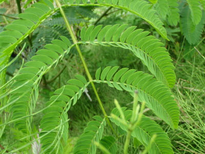 P6130334op2.jpg