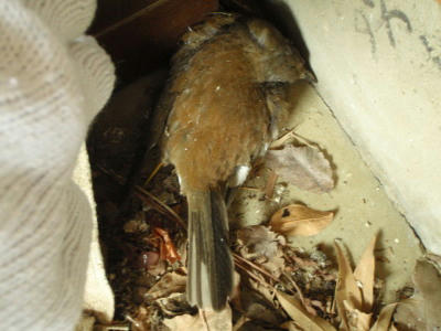 P6160032op3.jpg