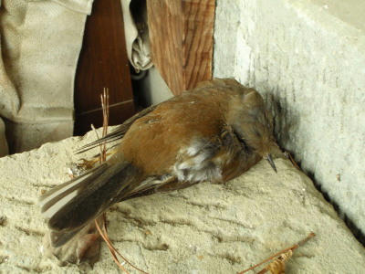 P6160033op4.jpg