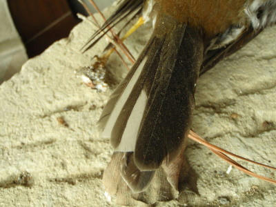 P6160034op5.jpg