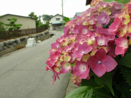 P6150015kl8.jpg