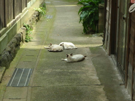 P6170085kl1.jpg