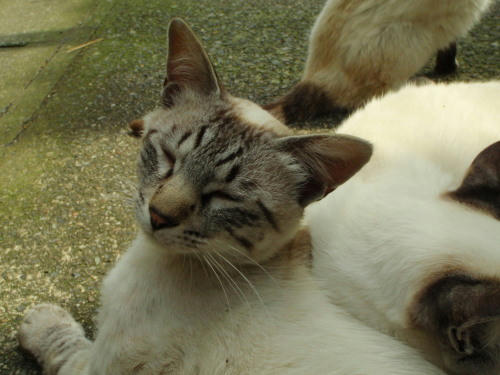 P6170074kl3.jpg