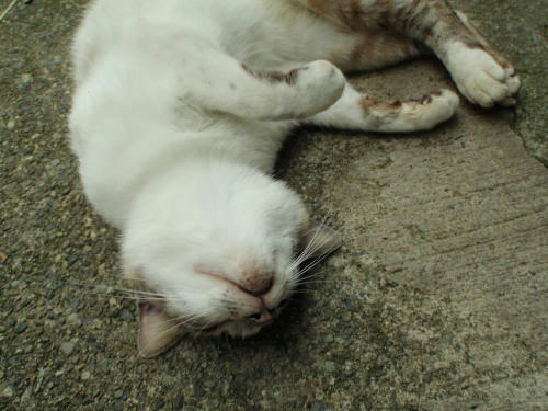 P6170082kl8.jpg