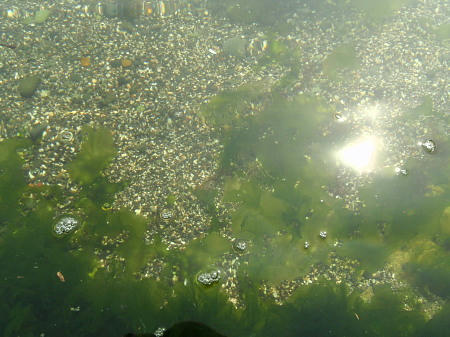 P6170092op10.jpg