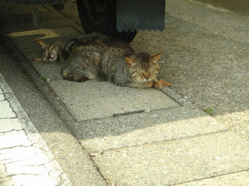 P6170104op16.jpg