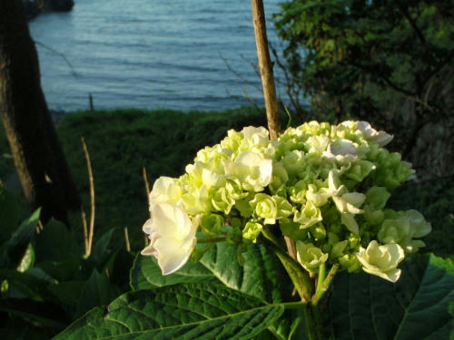 P6170149op9.jpg