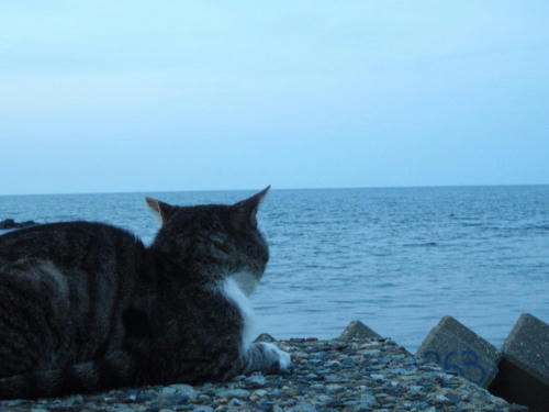 P6170212op4.jpg