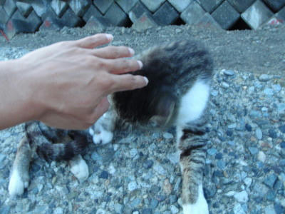 P6170216op5.jpg