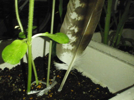 P6170228op5.jpg
