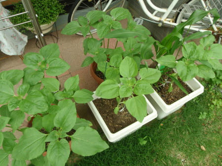 P6190231op8.jpg