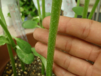 P6190237op12.jpg