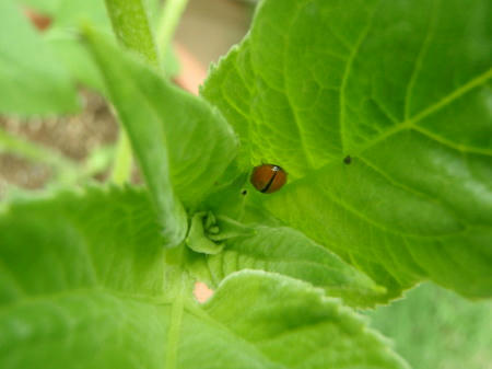 P6190236op10.jpg