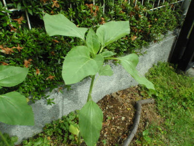 P6220278kl1.jpg