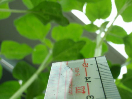 P6220292kl8.jpg