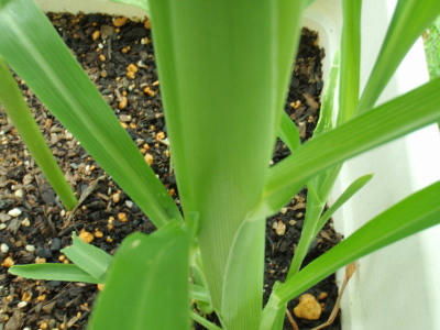 P6220289kl6.jpg