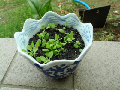P6220285kl15.jpg