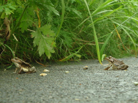 P6230305op1.jpg