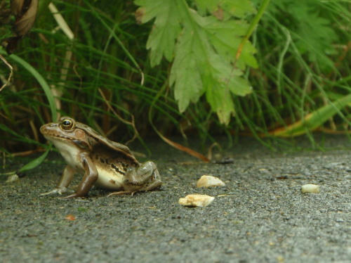 P6230305op2.jpg
