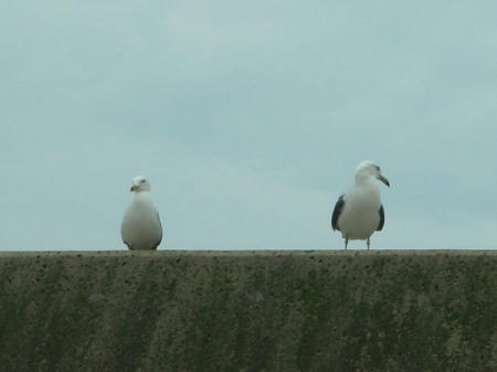 P6260064op9.jpg