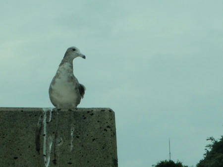 P6260065op10.jpg