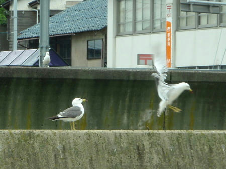 P6260063op11.jpg