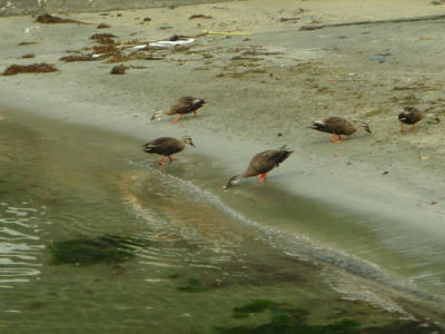 P6260110op8.jpg