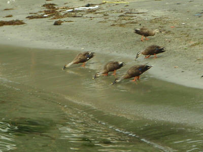 P6260111op9.jpg