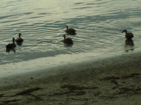 P6260119op10.jpg
