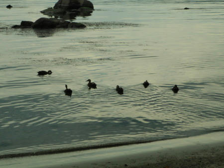 P6260120op11.jpg
