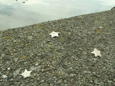 P6260121op12.jpg