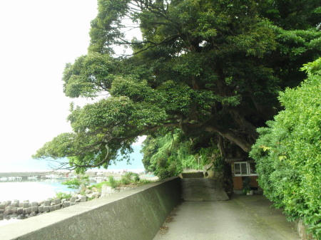 P6260122op13.jpg