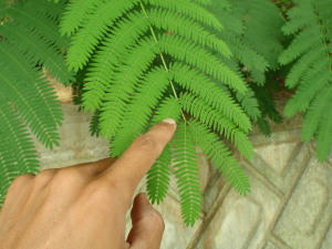 P6260129op18.jpg
