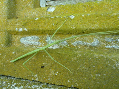P6300340op6.jpg