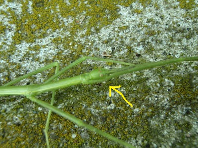 P6300341op7.jpg