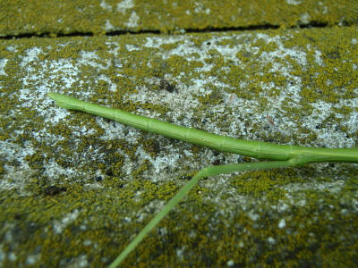 P6300343op8.jpg