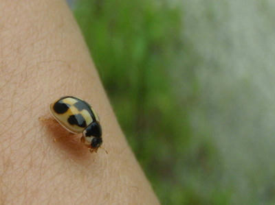 P7020063kl2.jpg