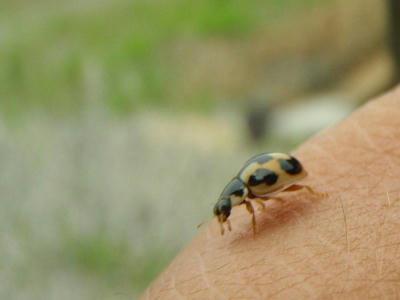 P7020065kl3.jpg