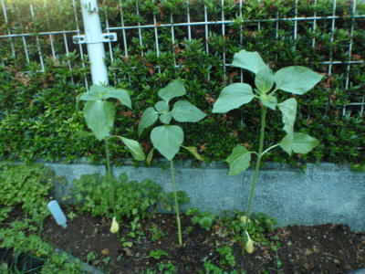 P6230341jk1.jpg