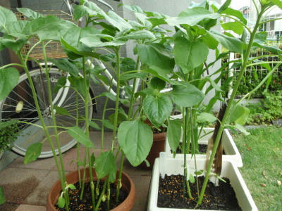 P6250474jk3.jpg