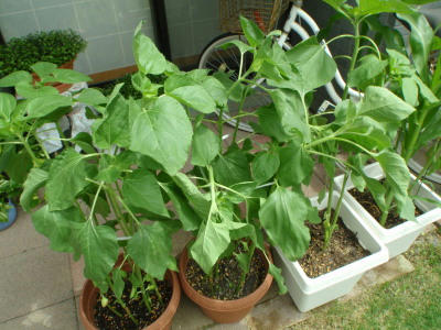 P6280241jk6.jpg