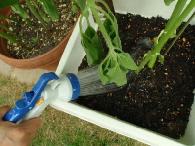 P6280266jk11.jpg