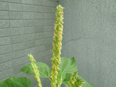 P7030135jk16.jpg